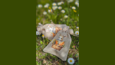 thumbnail of medium pic2