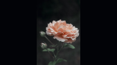 thumbnail of medium Flovver