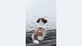 thumbnail of medium imtest 4